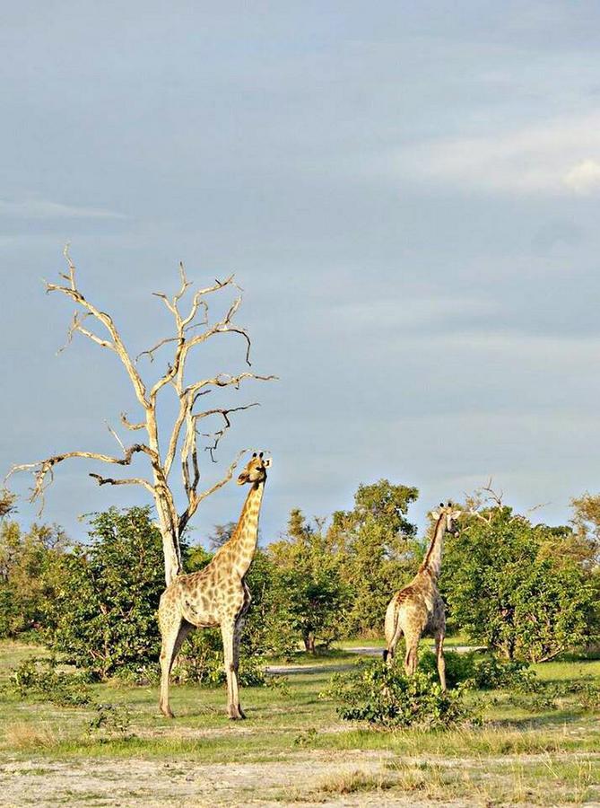Kwalape Safari Lodge Касане Экстерьер фото